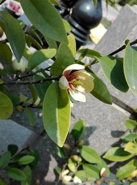 含笑花葉子變黃|含笑花葉子發黃怎麼辦 含笑花葉子發黑怎麼辦